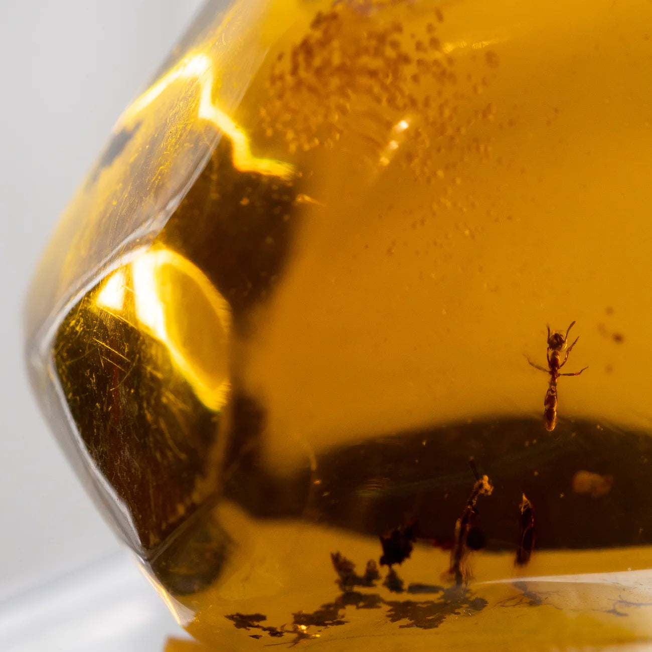 Discovering Amber from the Dominican Republic: A Guide to its History and Culture