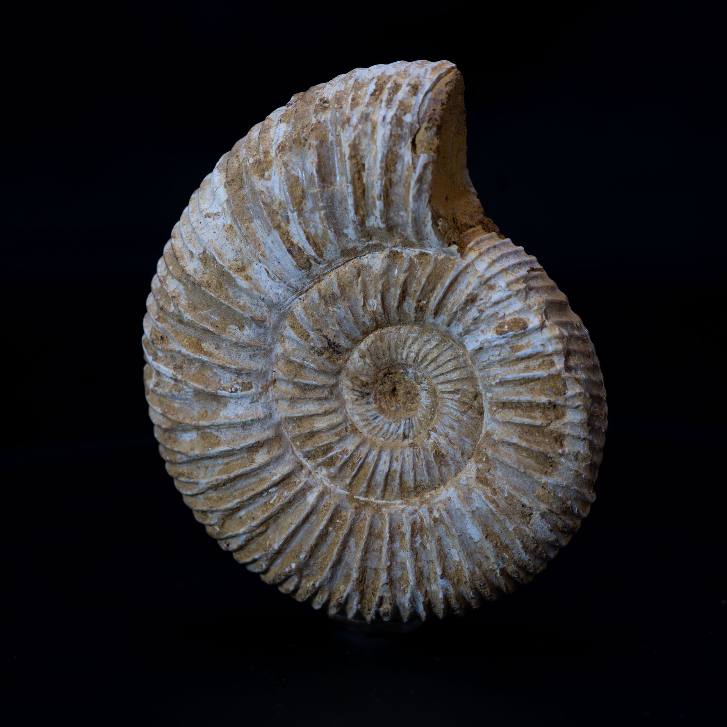 Ammonite Fossil 74g - Madagascar