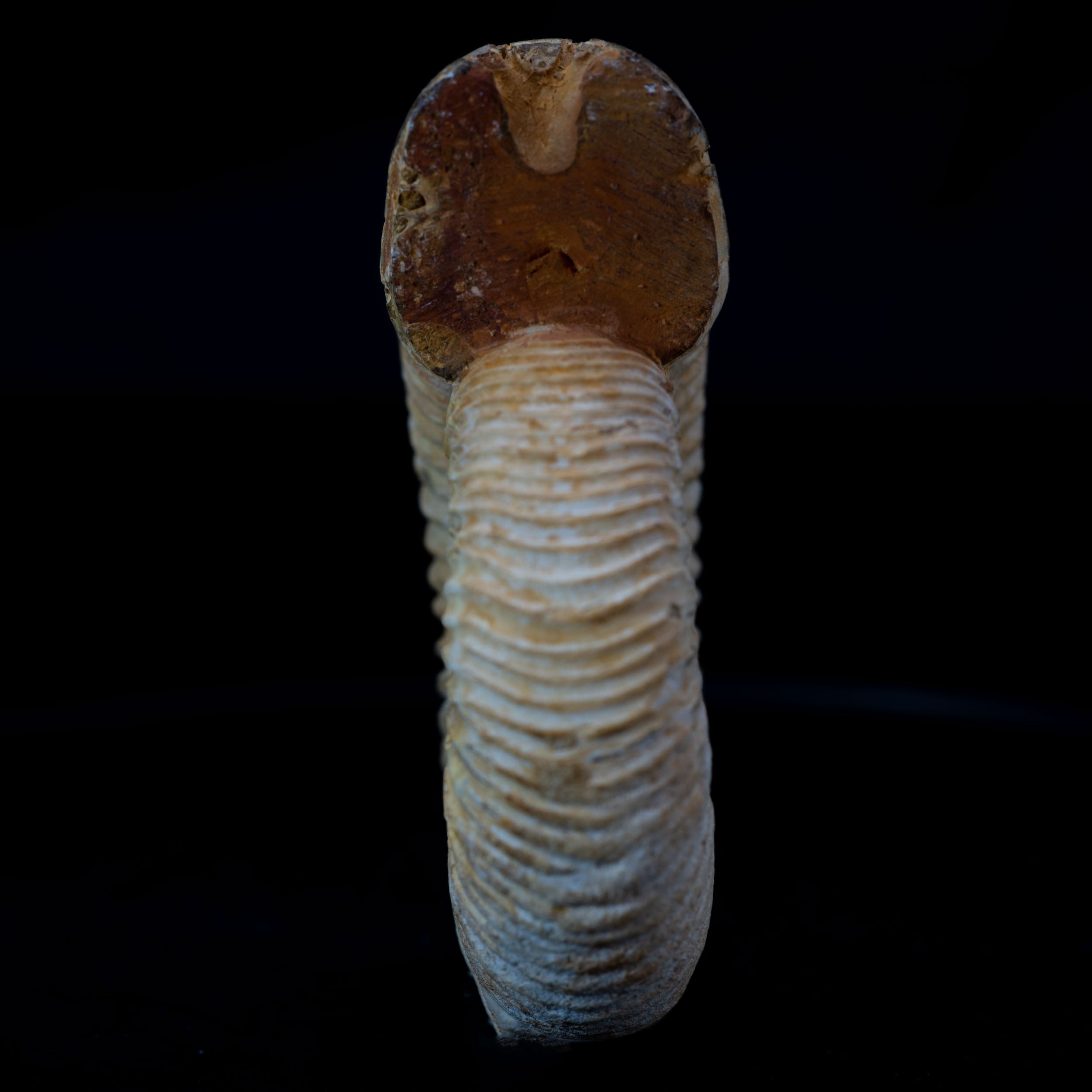 Ammonite Fossil 89.5g - Madagascar