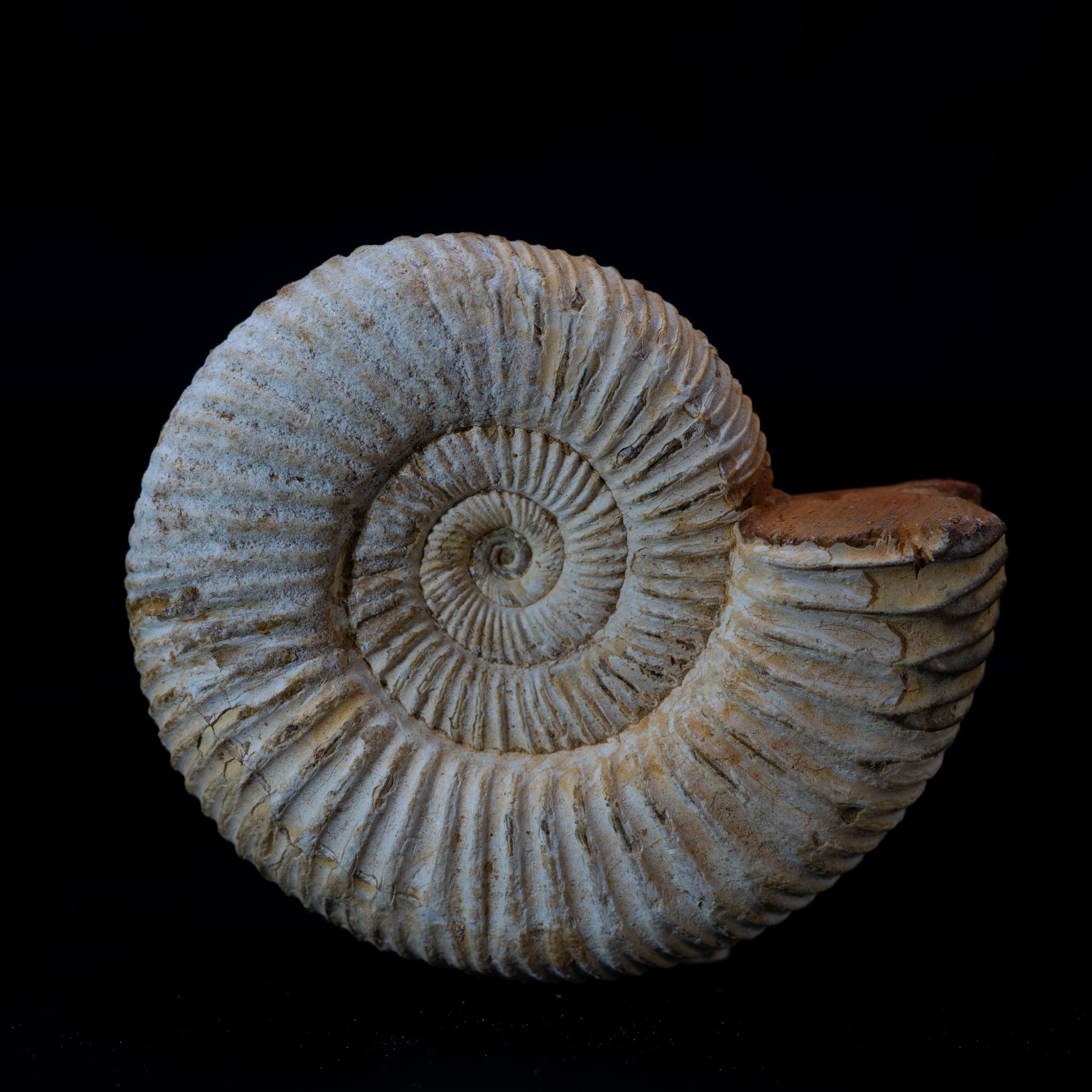 Ammonite Fossil 89.5g - Madagascar