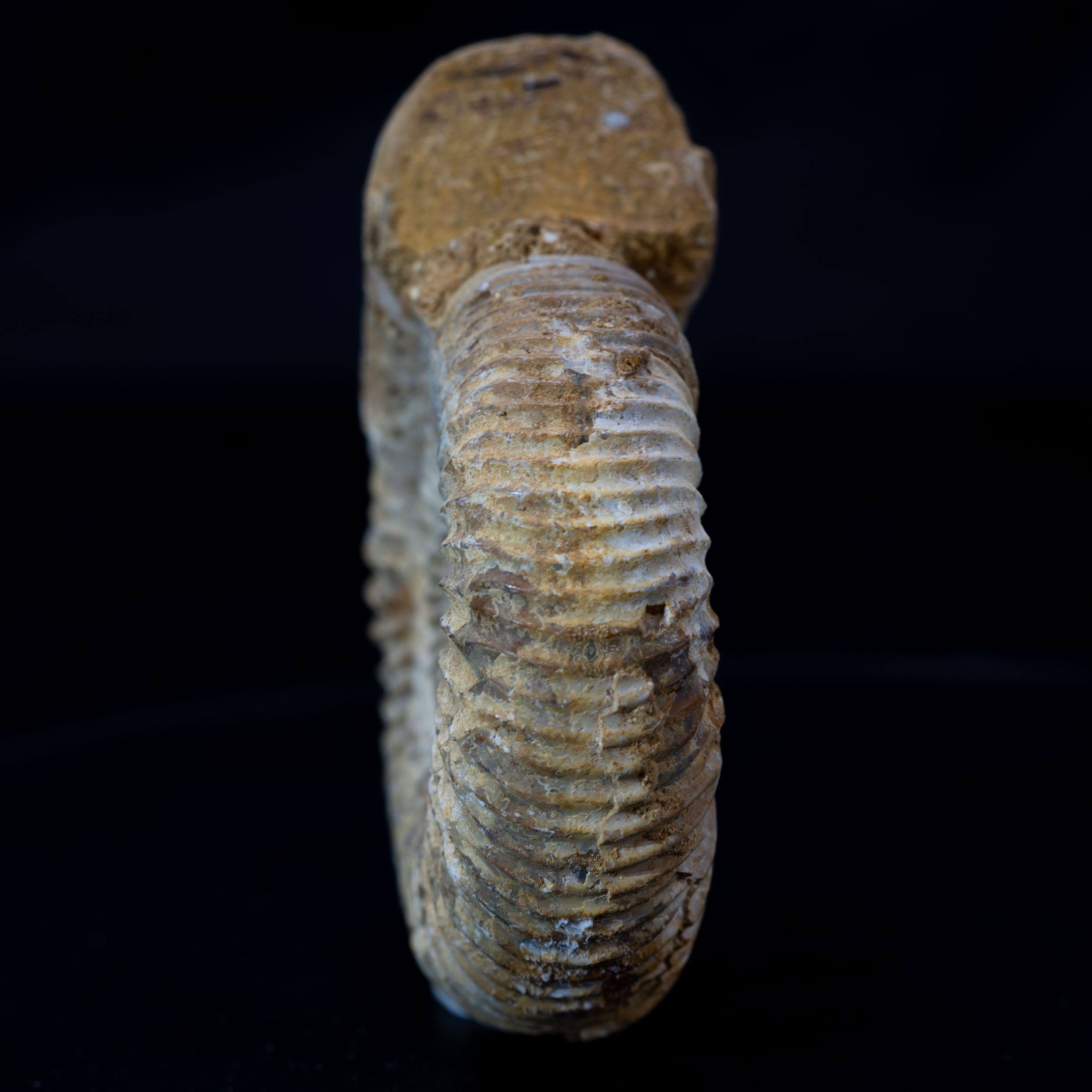 Ammonite Fossil 98g - Madagascar