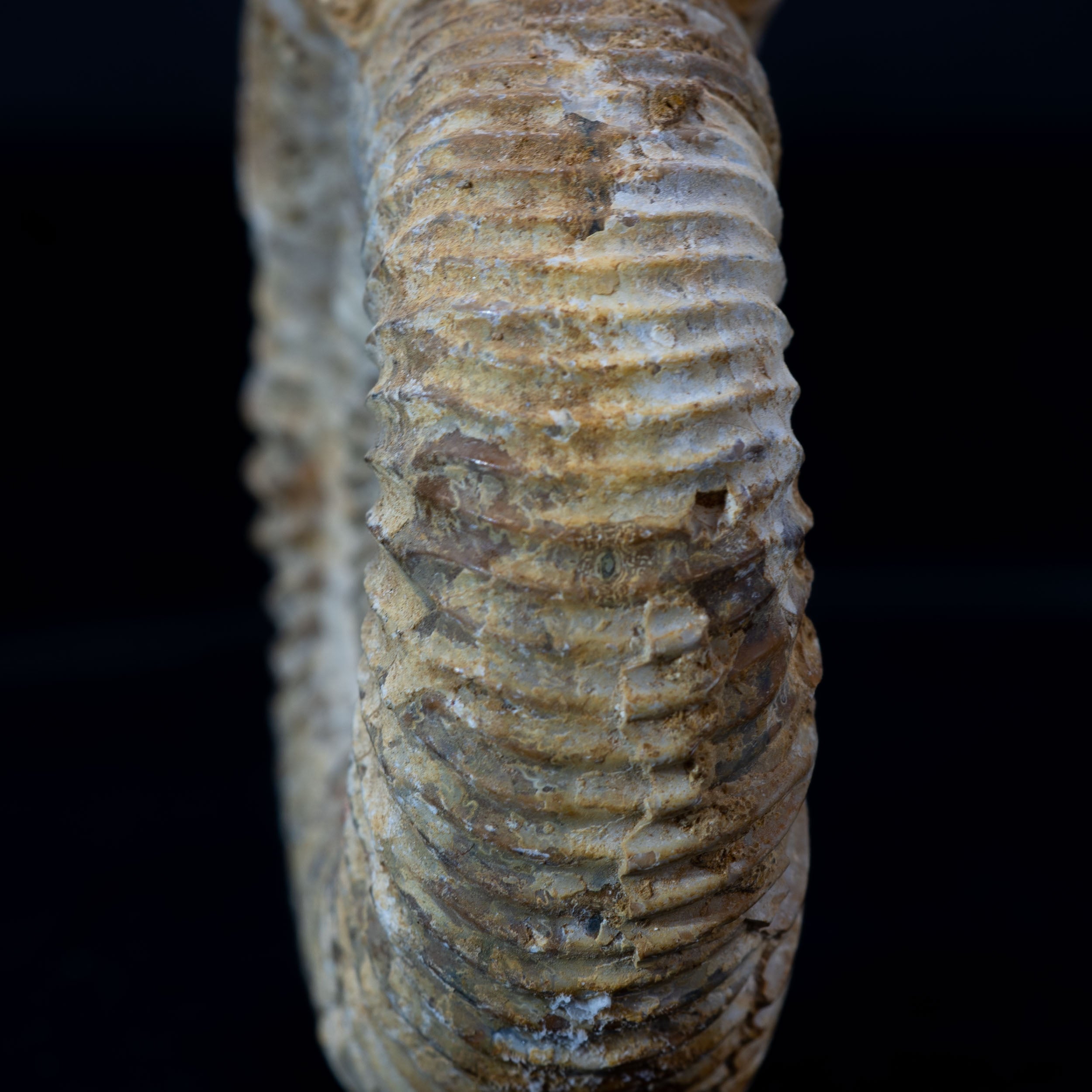Ammonite Fossil 98g - Madagascar