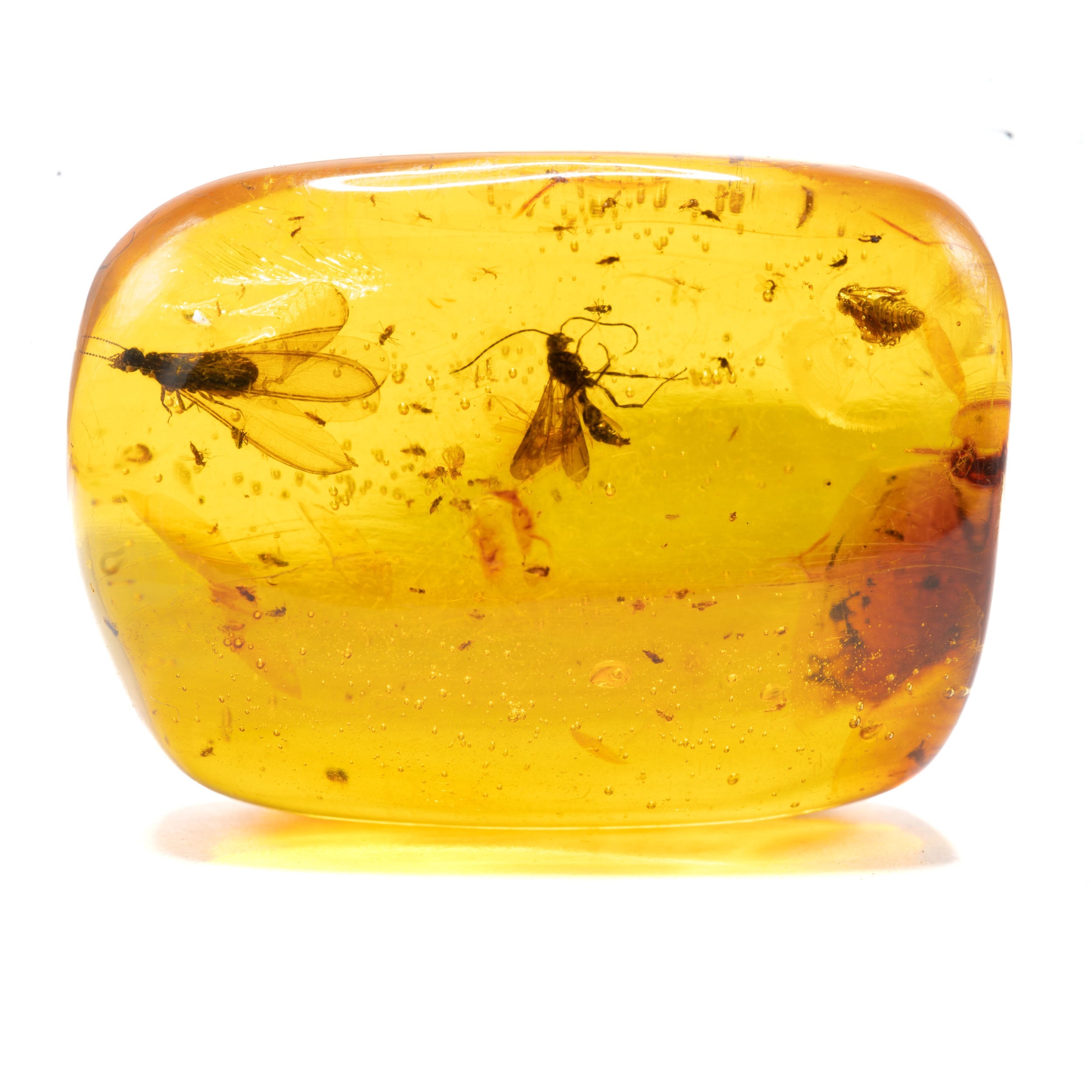 Dominican Amber