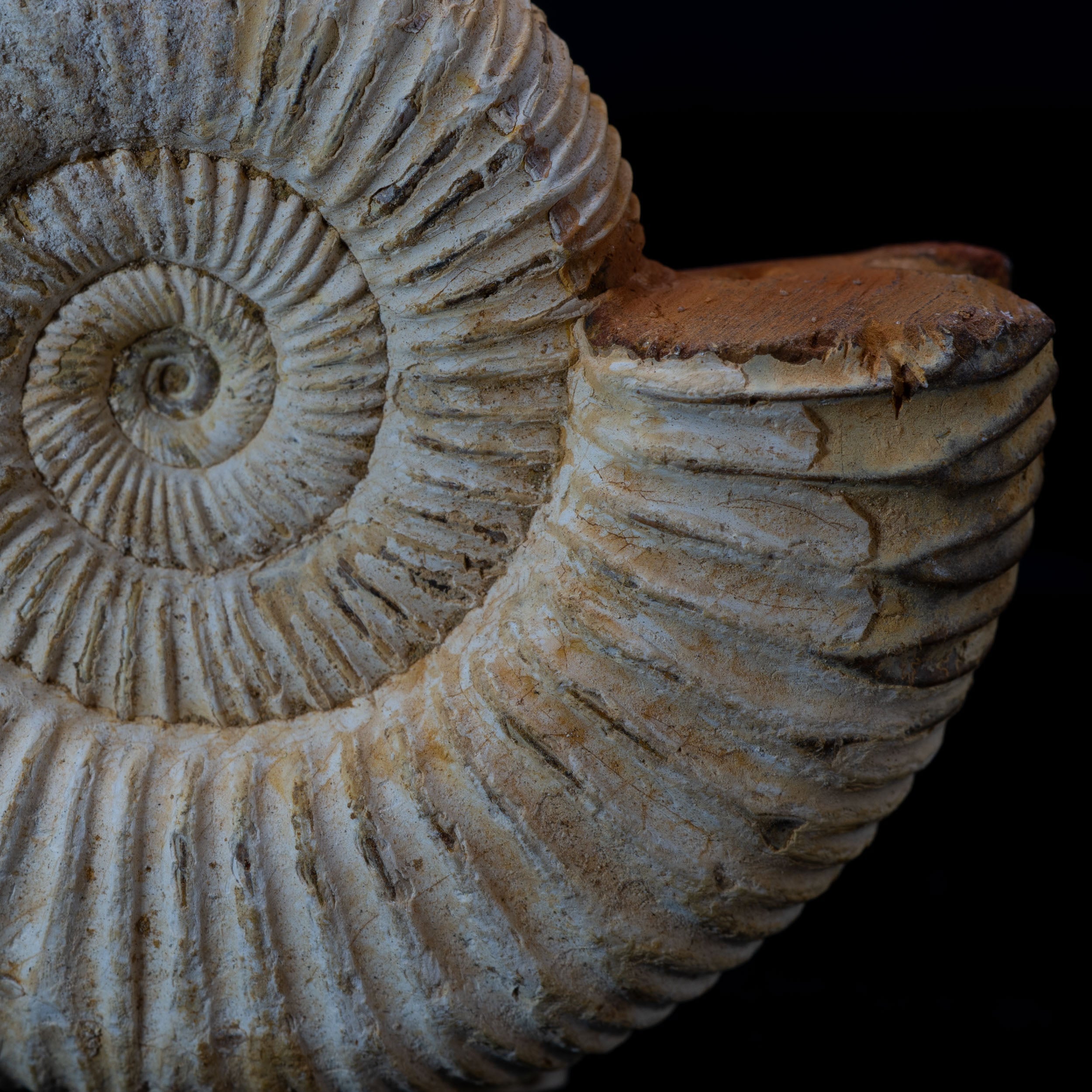 Ammonite Fossils