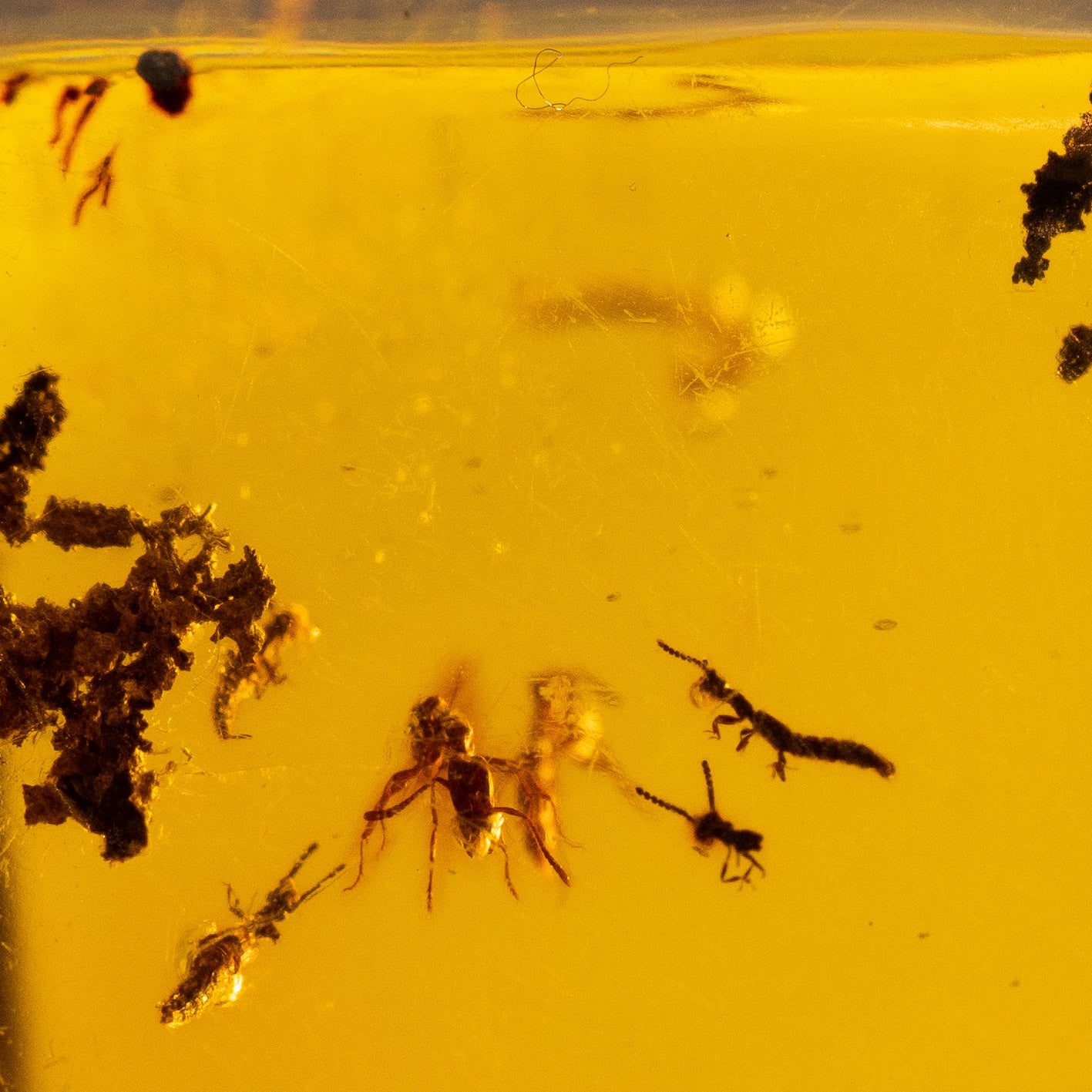 Dominican Amber with Mosquito Nymph 34g