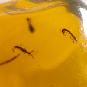 Dominican Amber with Mosquito Nymph 34g