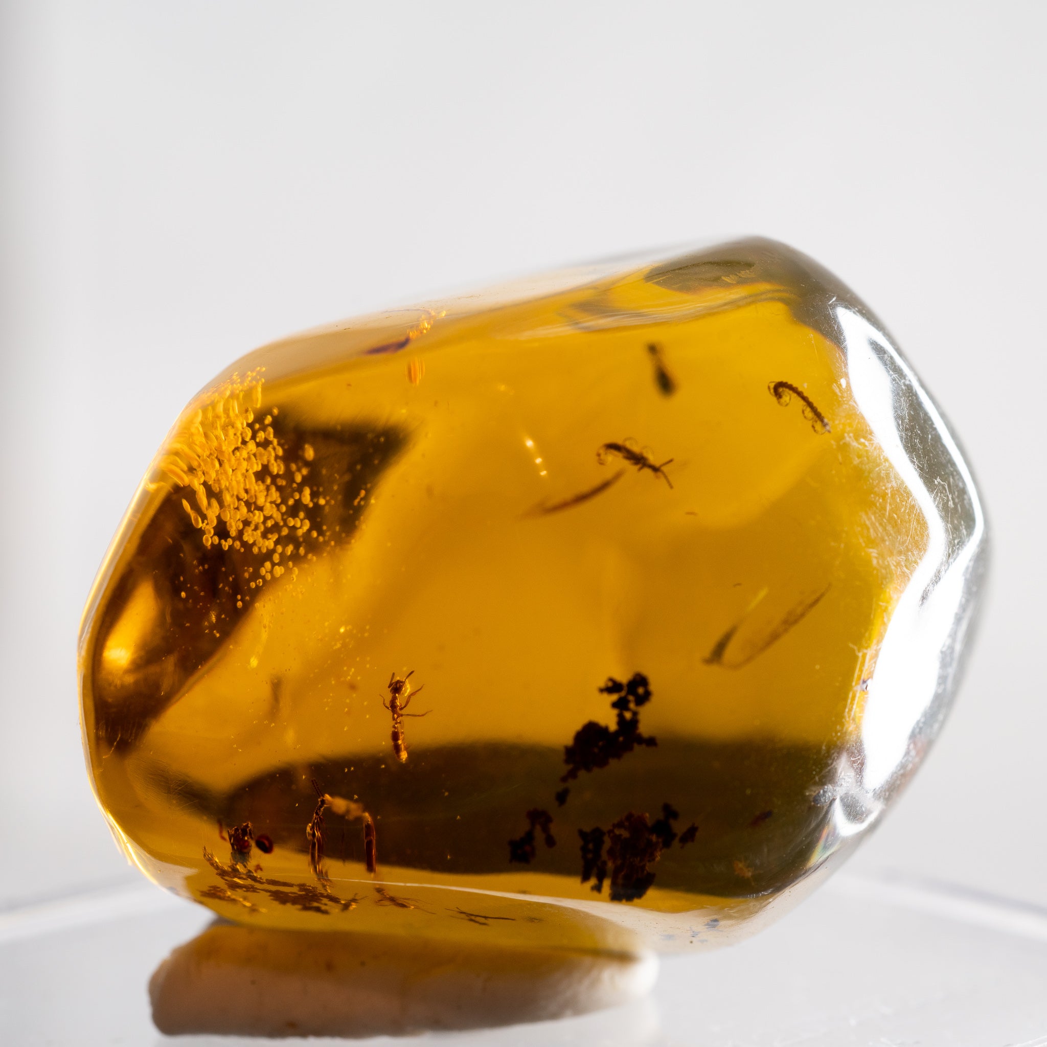 Dominican Amber with Mosquito Nymph 34g