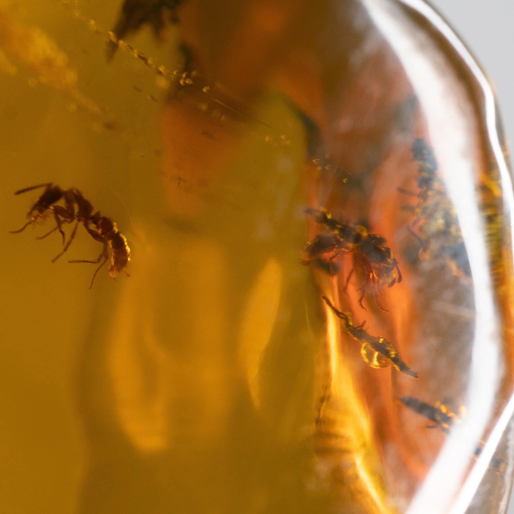 Dominican Amber with Mosquito Nymph 34g