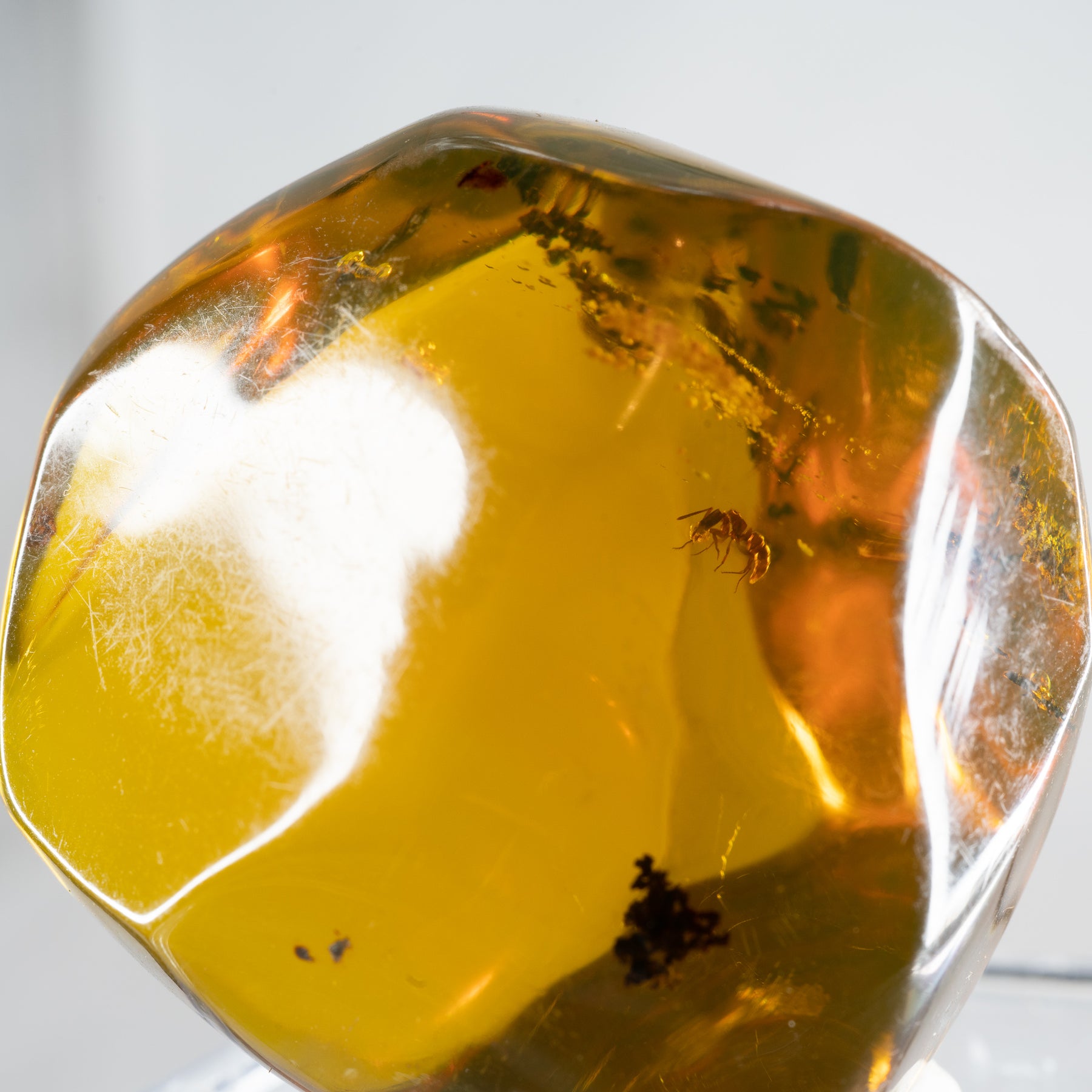 Dominican Amber with Mosquito Nymph 34g