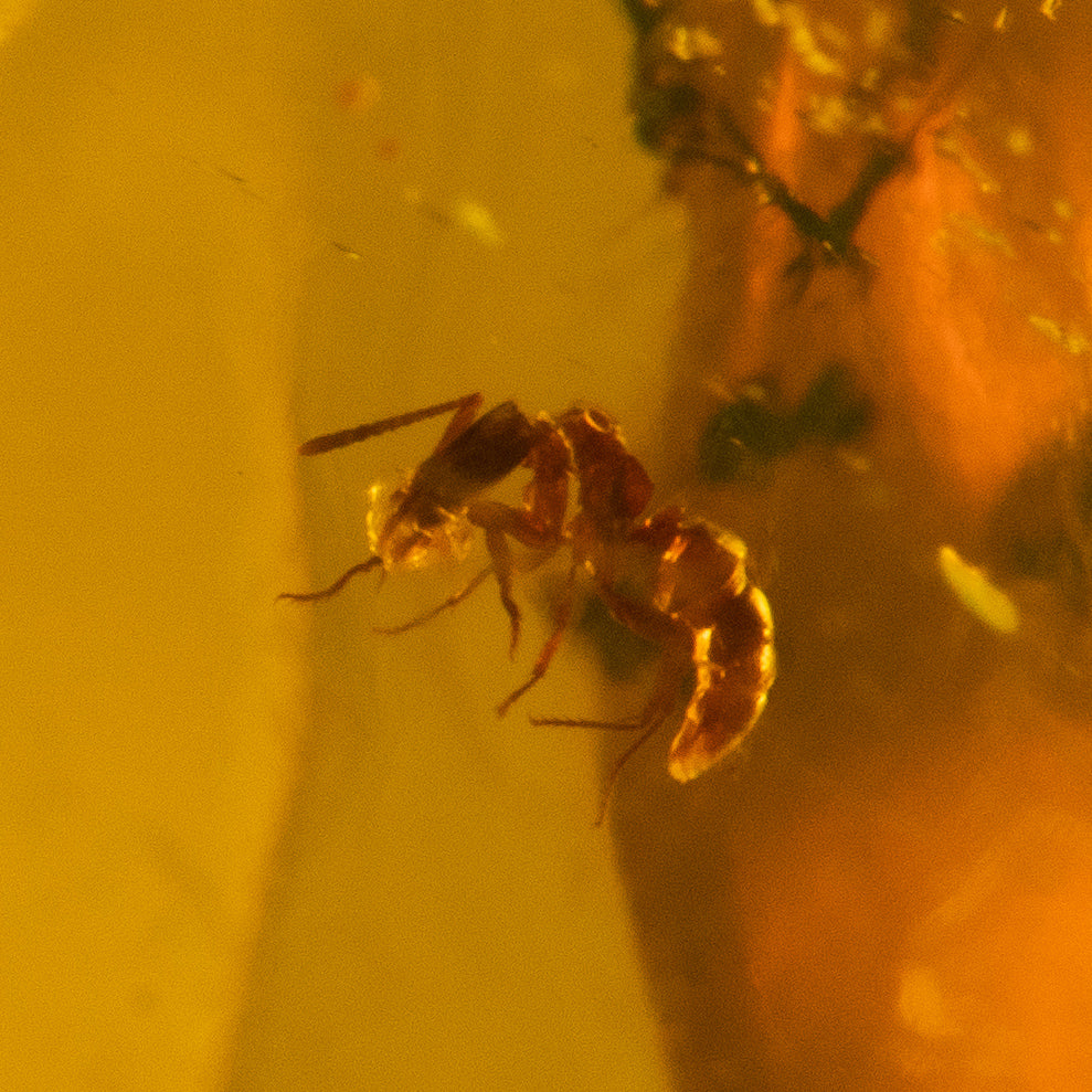 Dominican Amber with Mosquito Nymph 34g