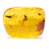Dominican Amber With Wasps 15.7g