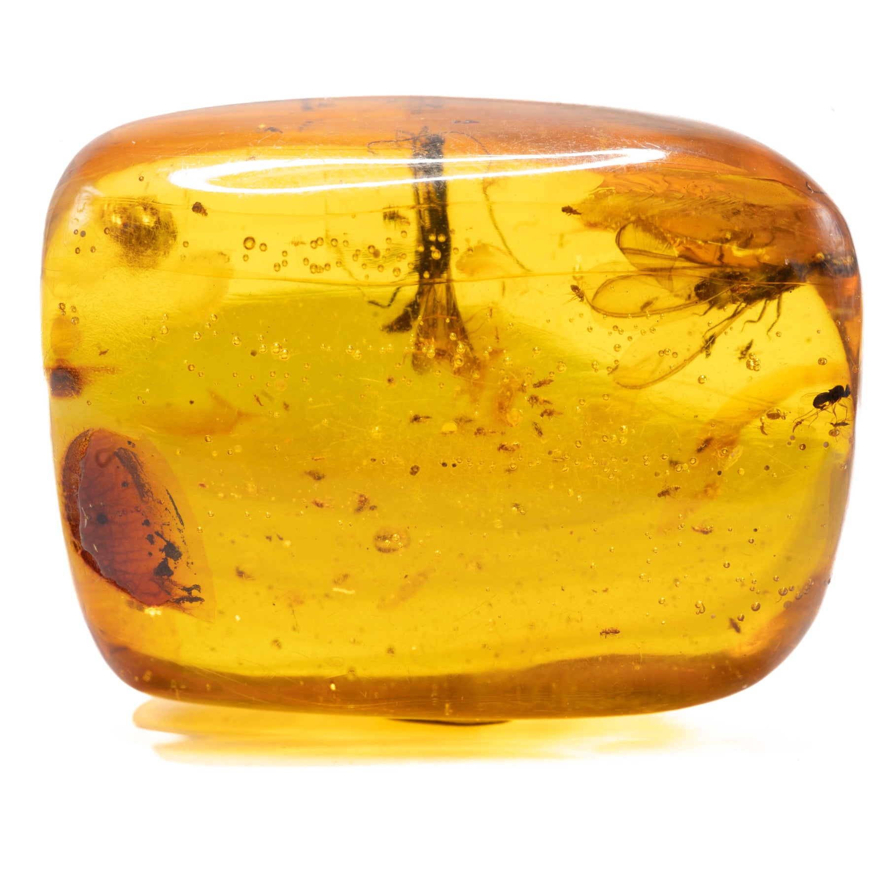 Dominican Amber With Wasps 15.7g