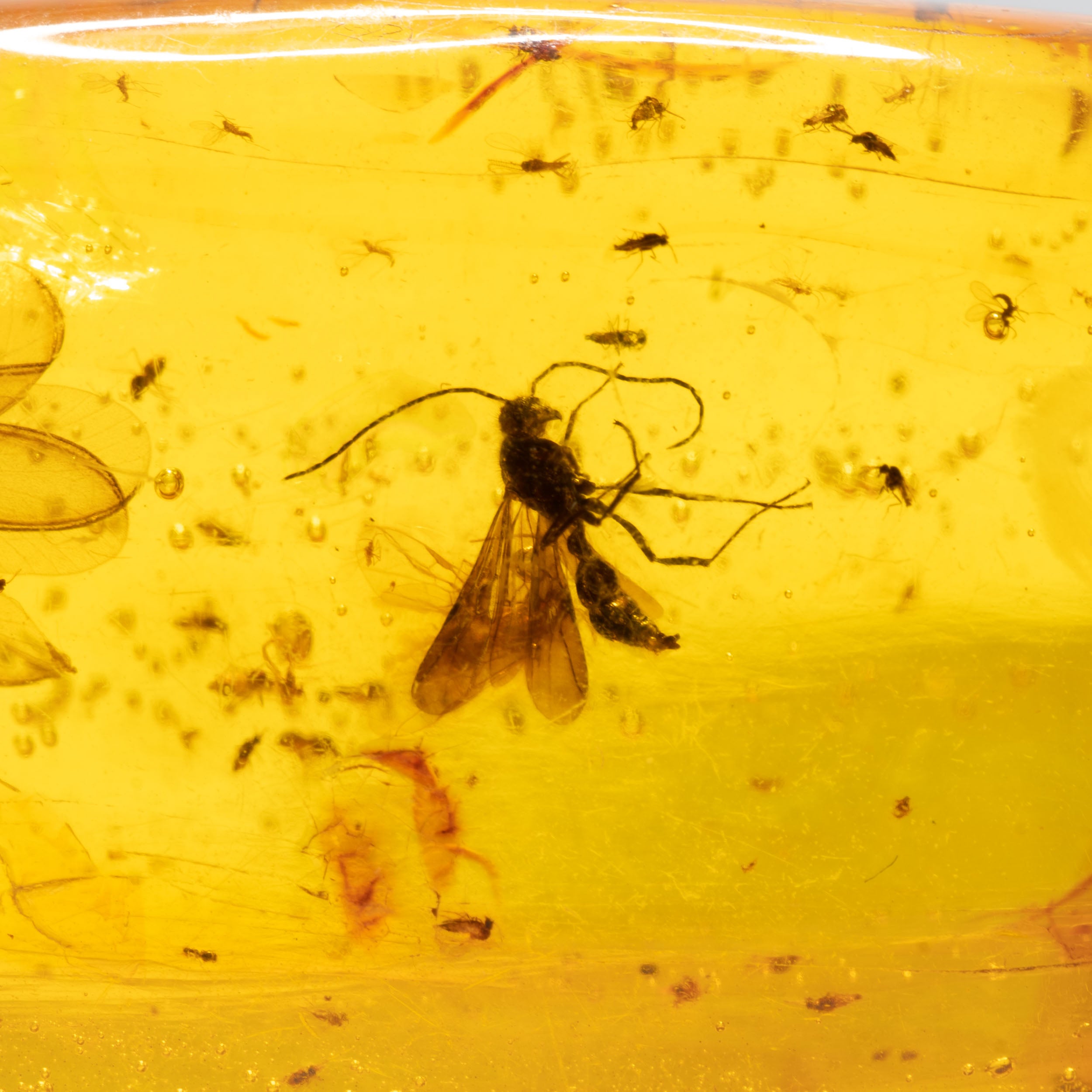 Dominican Amber With Wasps 15.7g