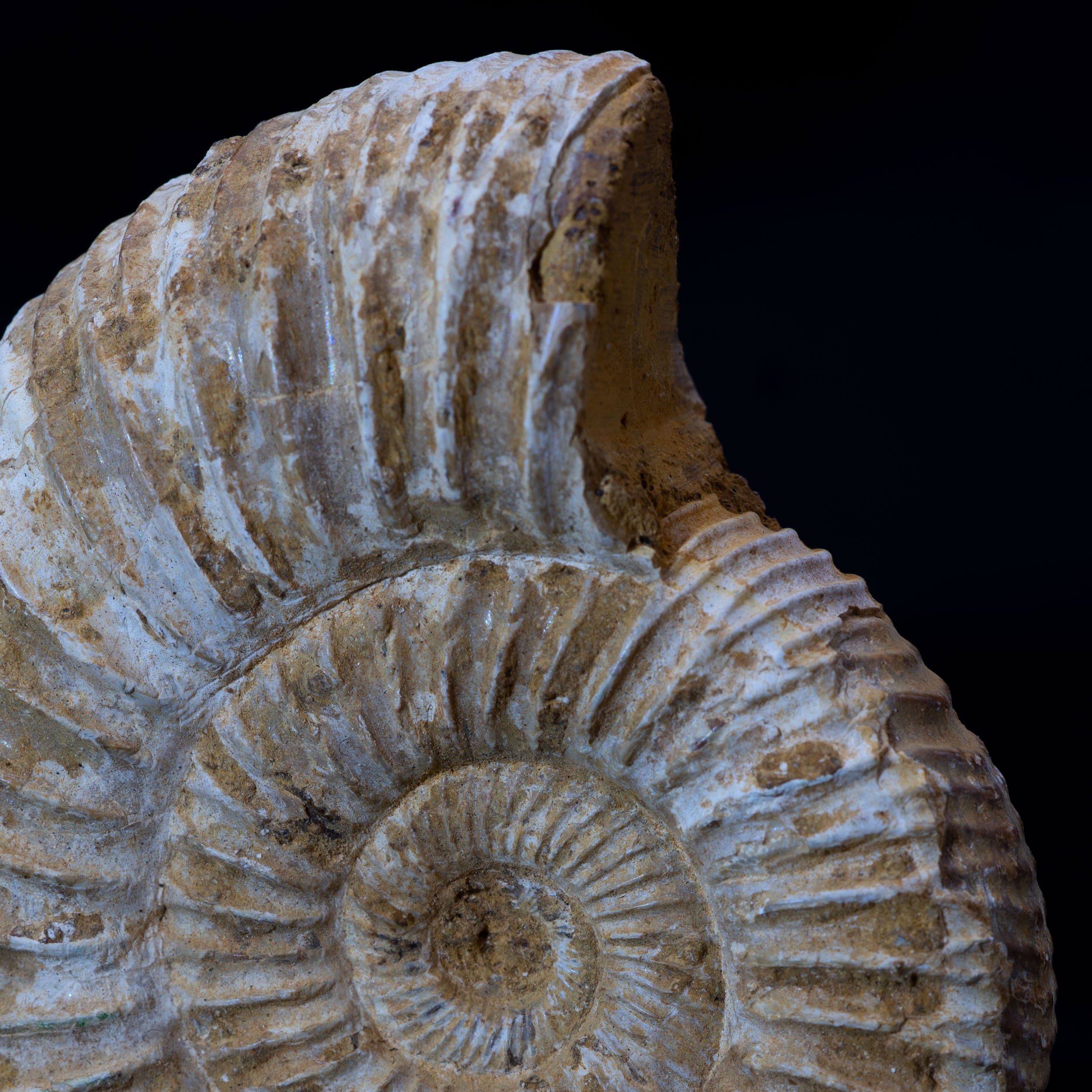 Ammonite Fossil 74g - Madagascar