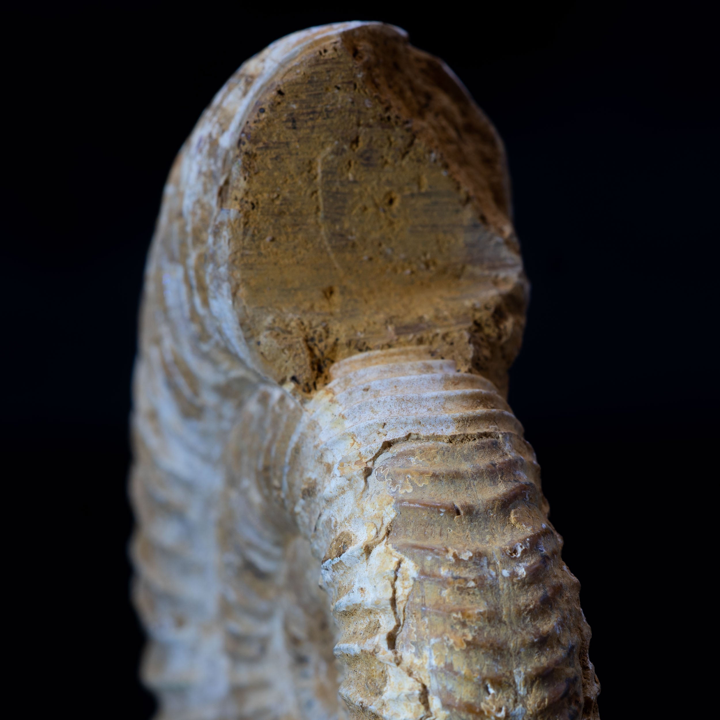 Ammonite Fossil 74g - Madagascar