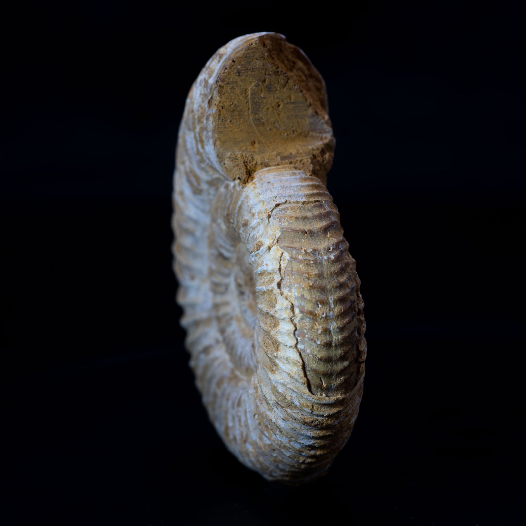 Ammonite Fossil 74g - Madagascar