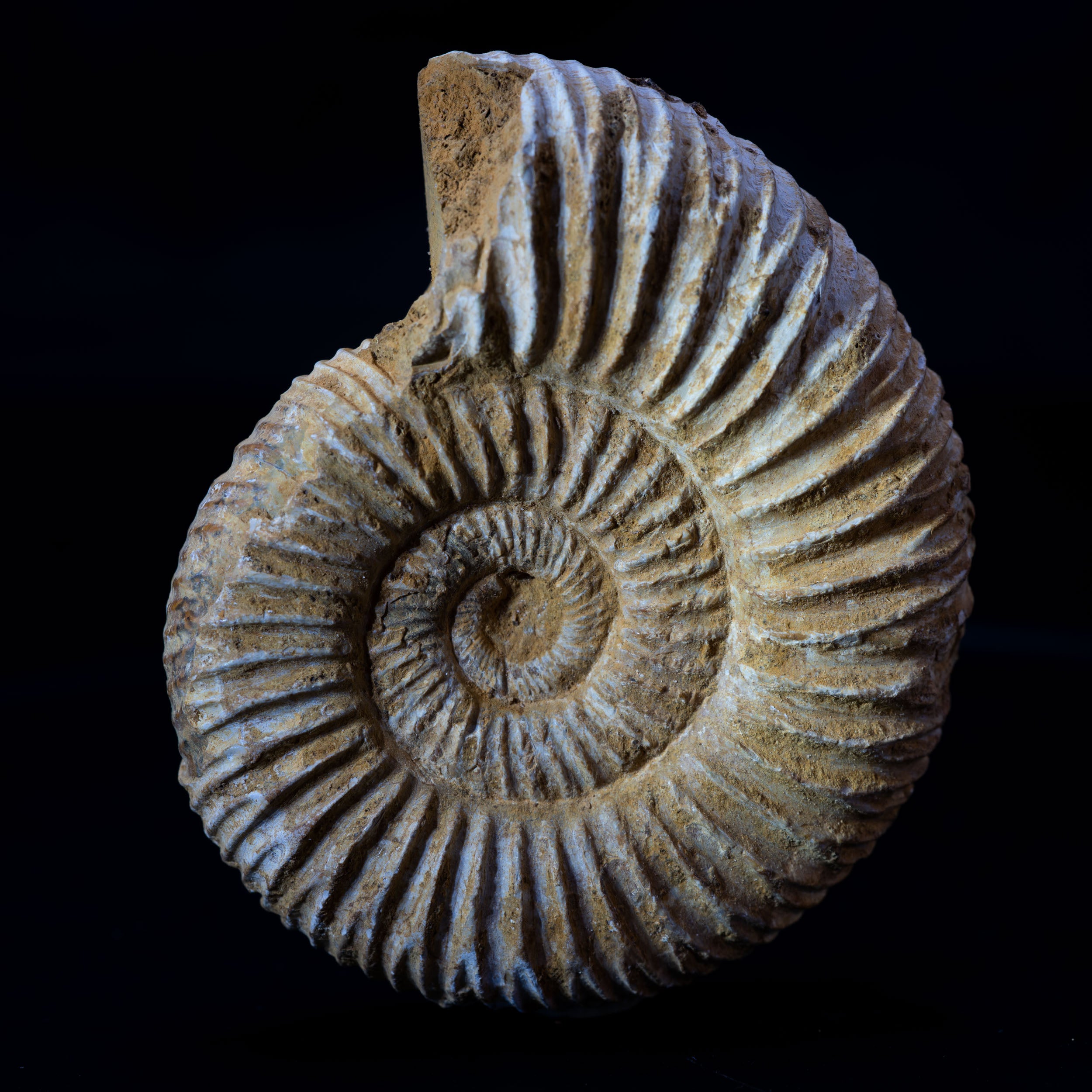 Ammonite Fossil 74g - Madagascar