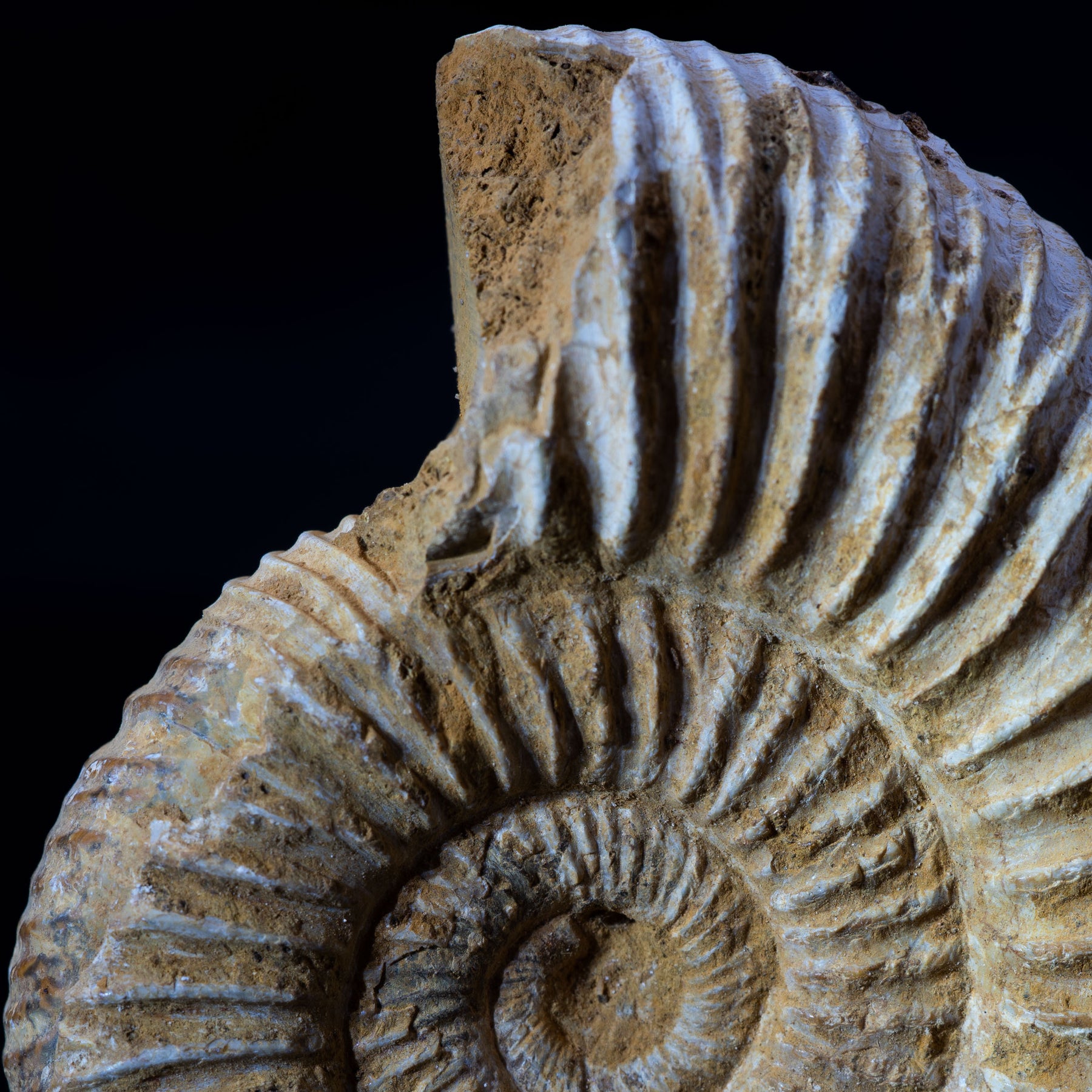 Ammonite Fossil 74g - Madagascar
