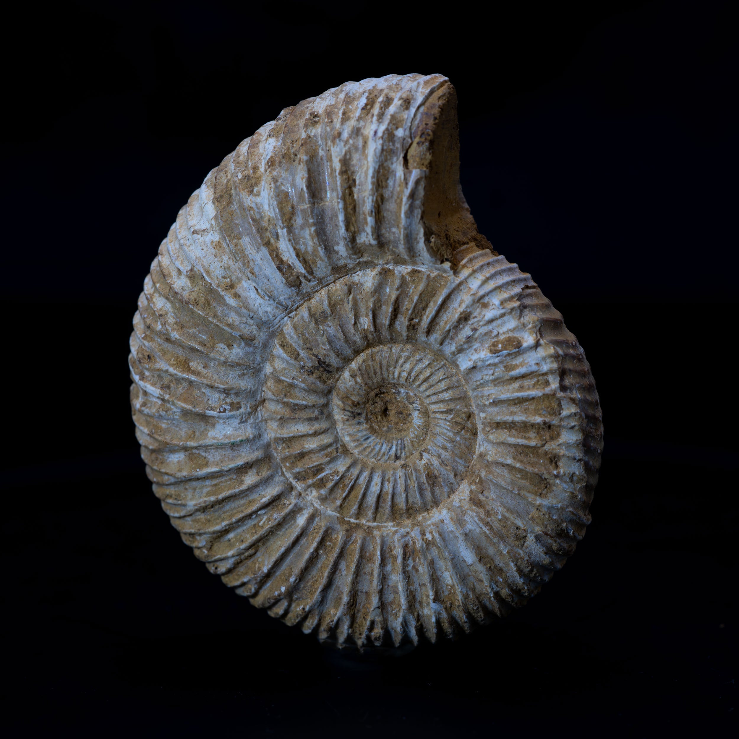 Ammonite Fossil 89.5g - Madagascar