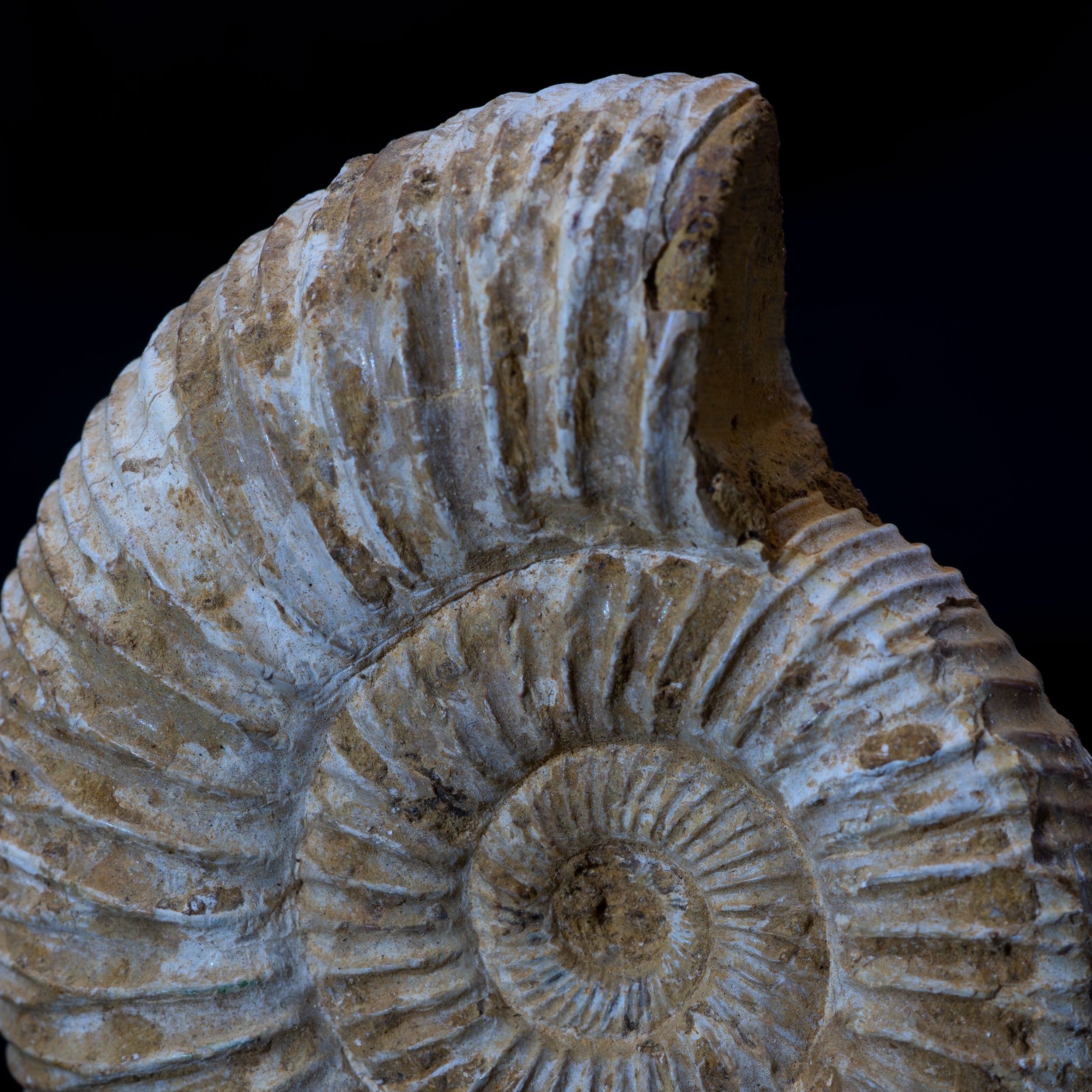 Ammonite Fossil 89.5g - Madagascar