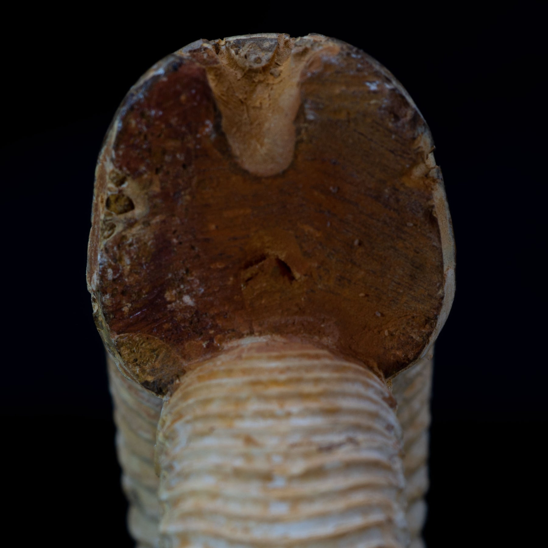 Ammonite Fossil 89.5g - Madagascar