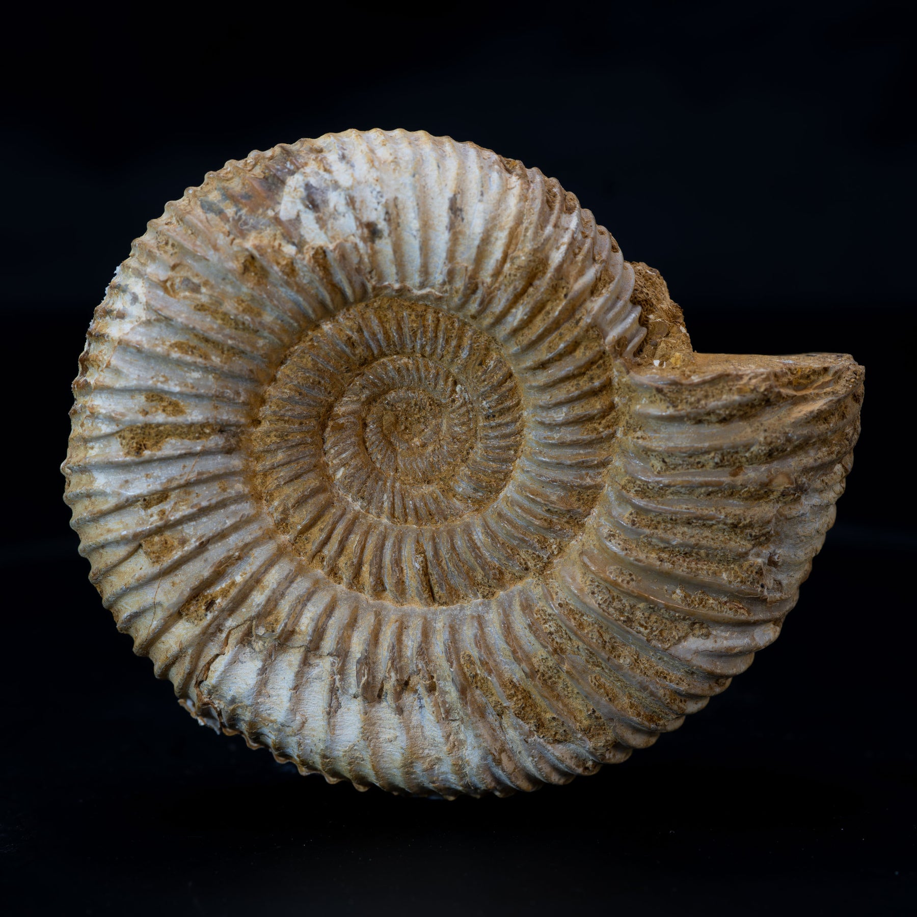 Ammonite Fossil 98g - Madagascar