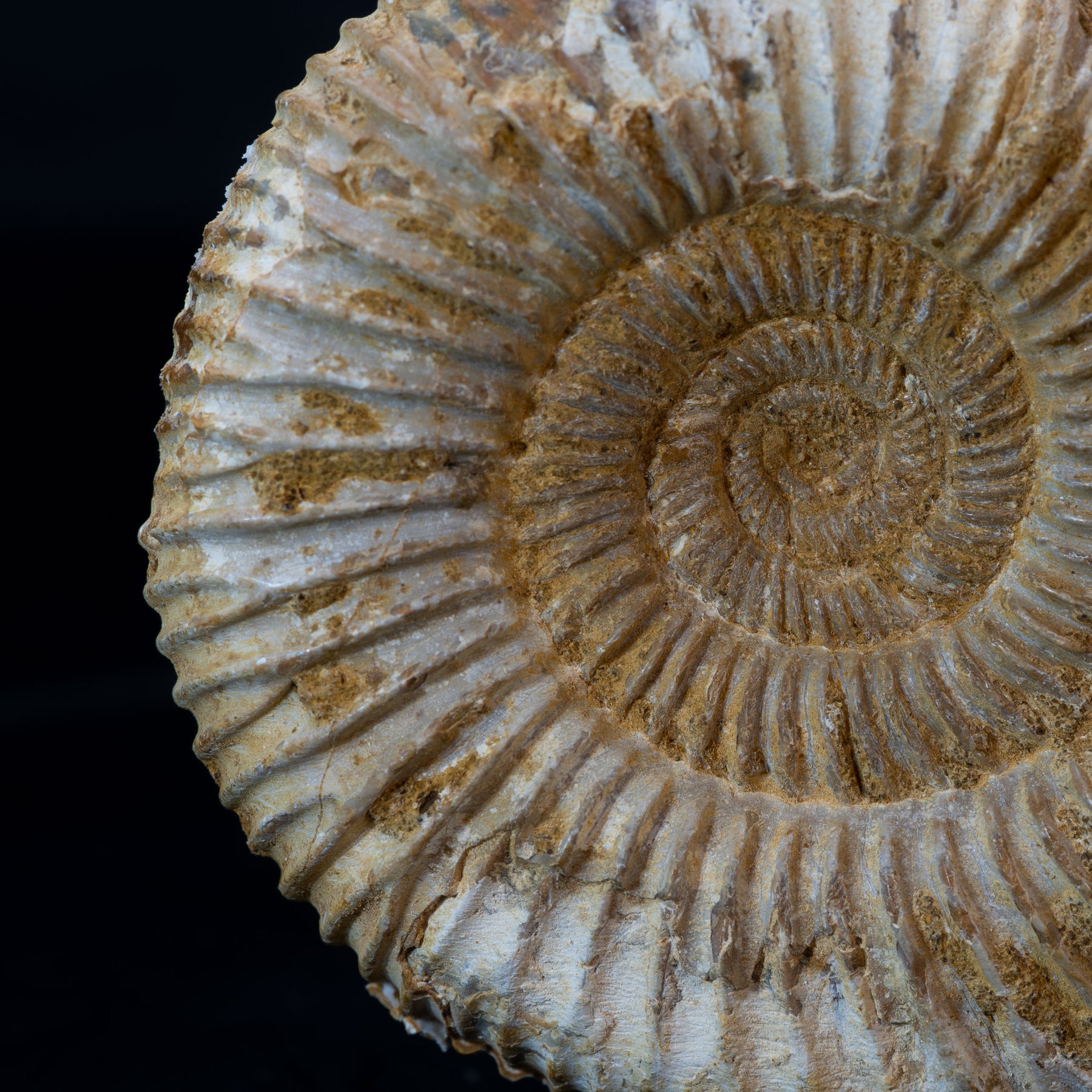 Ammonite Fossil 98g - Madagascar
